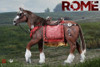 1/6 Scale Rome Horse Figure by HY Toys