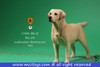 1/6 Scale Labrador Retriever Figure (4 Colors) by Mr.Z