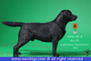 1/6 Scale Labrador Retriever Figure (4 Colors) by Mr.Z