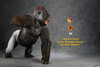 1/6 Scale Black Gorilla Beringei Graueri Figure by Mr.Z