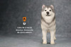 1/6 Scale Alaskan Malamute Dog Figure (3 Colors) by Mr.Z