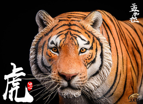 1/6 Scale Bengal Tiger Figure by JXK 1/6 Scale Bengal Tiger Figure by JXK