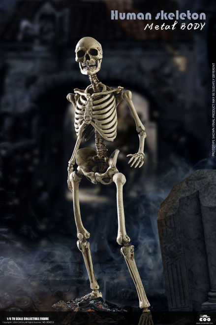 1/6 Scale The Human Skeleton Figure (Diecast Alloy) by COO Model
