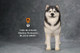 1/6 Scale Alaskan Malamute Dog Figure (3 Colors) by Mr.Z