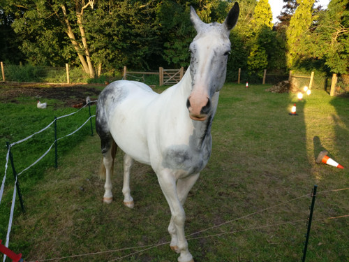 Diary of a Hunting Newcomer (Part 5): Buying The Horse