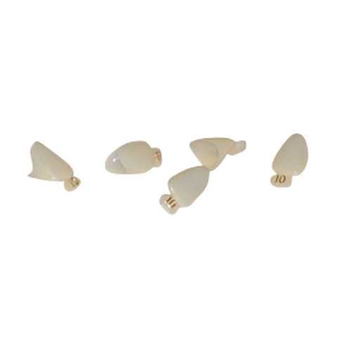 Polycarbonate Crowns 5/pk Right Cuspid Upper & Lower
