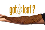Fronto Leaf Fronto King Natural Tobacco Leaf Strawberry, a large dried tobacco leaf extending across the arm.