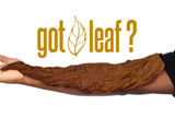 Fronto Leaf Fronto King Natural Tobacco Leaf Chocolate, a large, dried tobacco leaf held by a person's hand against a white background with the text 'got leaf?' and a leaf illustration.