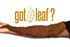 Fronto King Natural Tobacco Leaf Strawberry