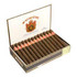 Punch Pita Toro Cigars Maduro 25Ct. Box, open box of cigars with neatly arranged torpedo-shaped Maduro cigars