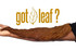 Fronto Leaf Fronto King Natural Tobacco Leaf Banana, an image of a large dried tobacco leaf extended on a person's arm with the text 'got leaf?' and a leaf illustration.