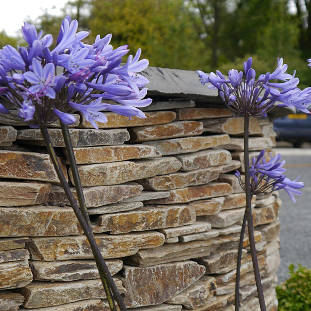 Yellow Paddlestones Walling