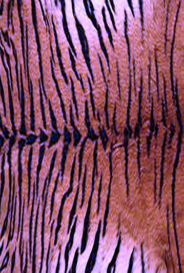 Tiger Pink Cross Stitch Fabric