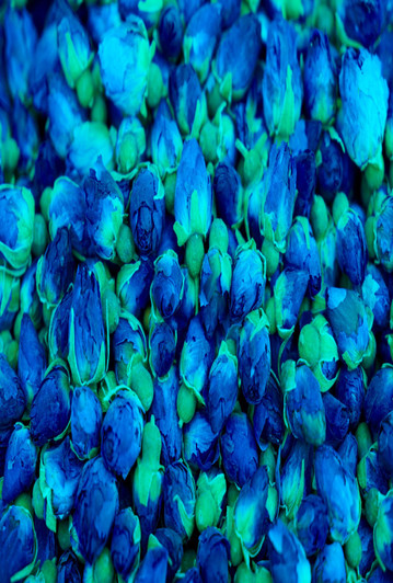 Blue Roses Cross Stitch Fabric