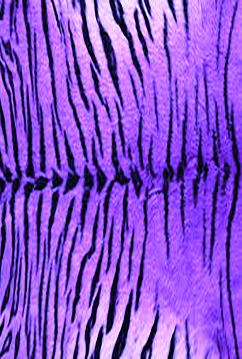 Tiger Purple Cross Stitch Fabric