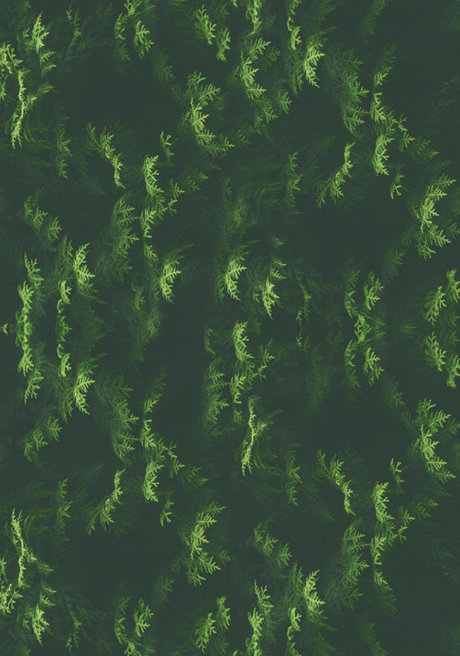 Evergreen Pines Cross Stitch Fabric