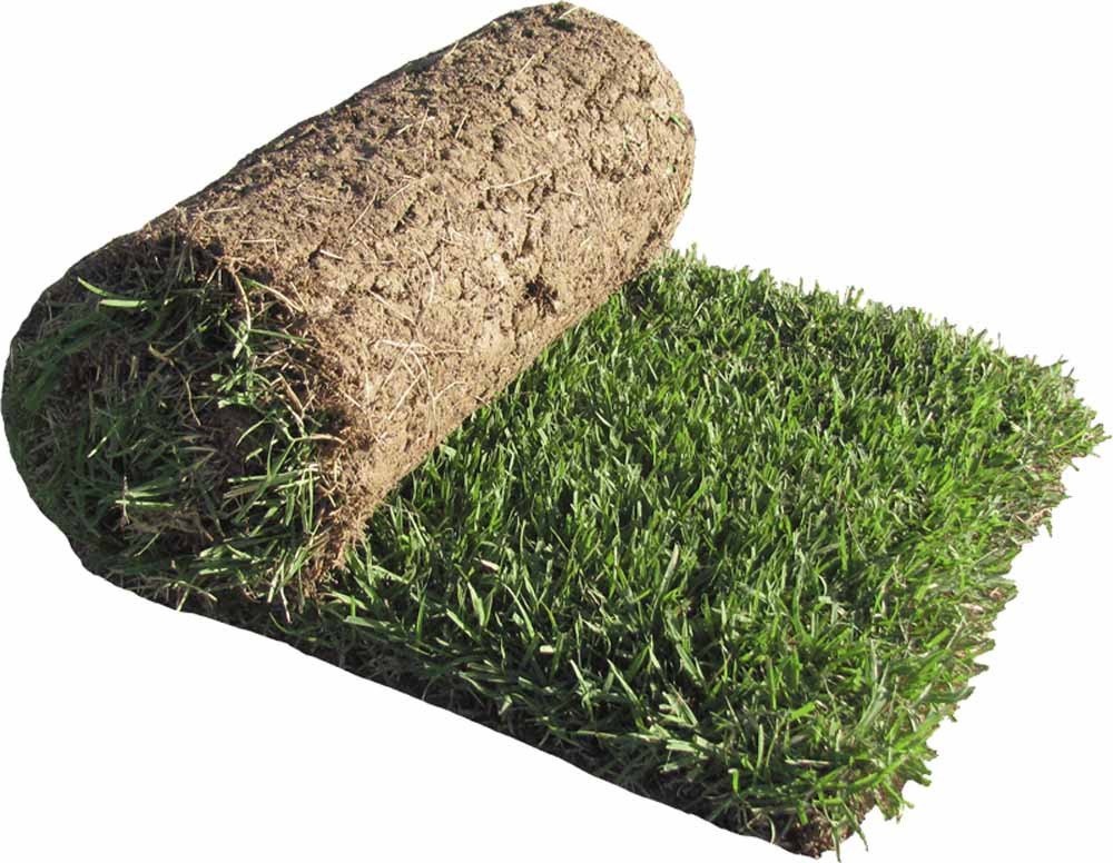 Zoysia Plugs