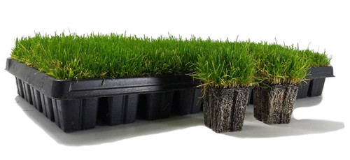 zoysia plug tray