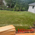 HD2000® Kentucky Bluegrass Sod