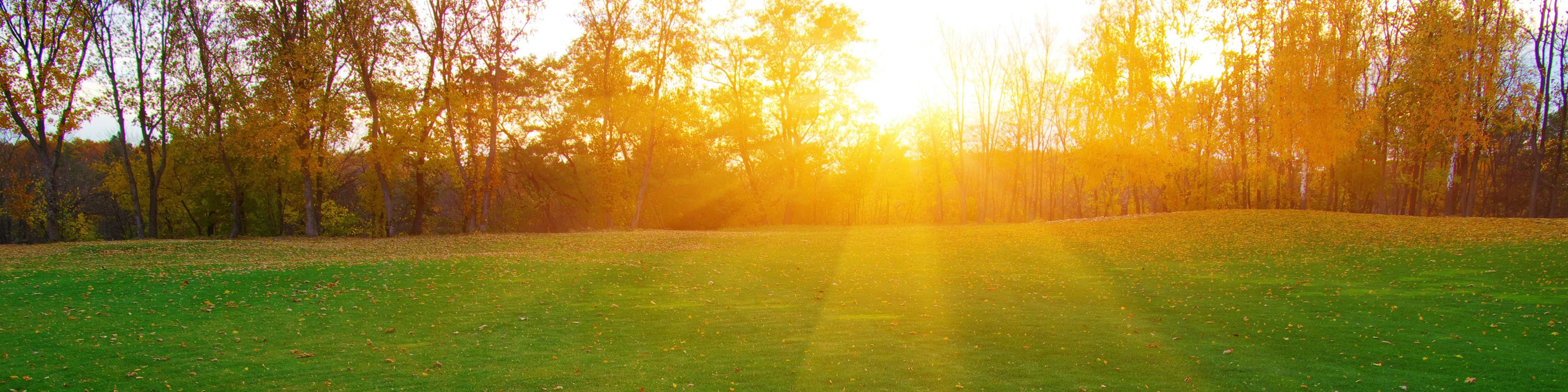 fall grass