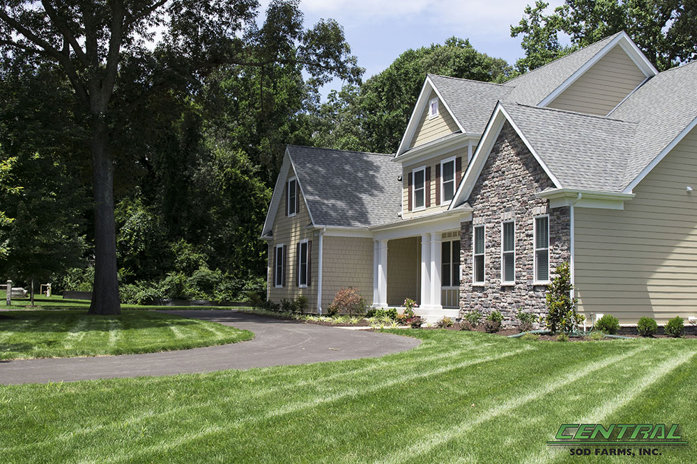 newly sodded lawn