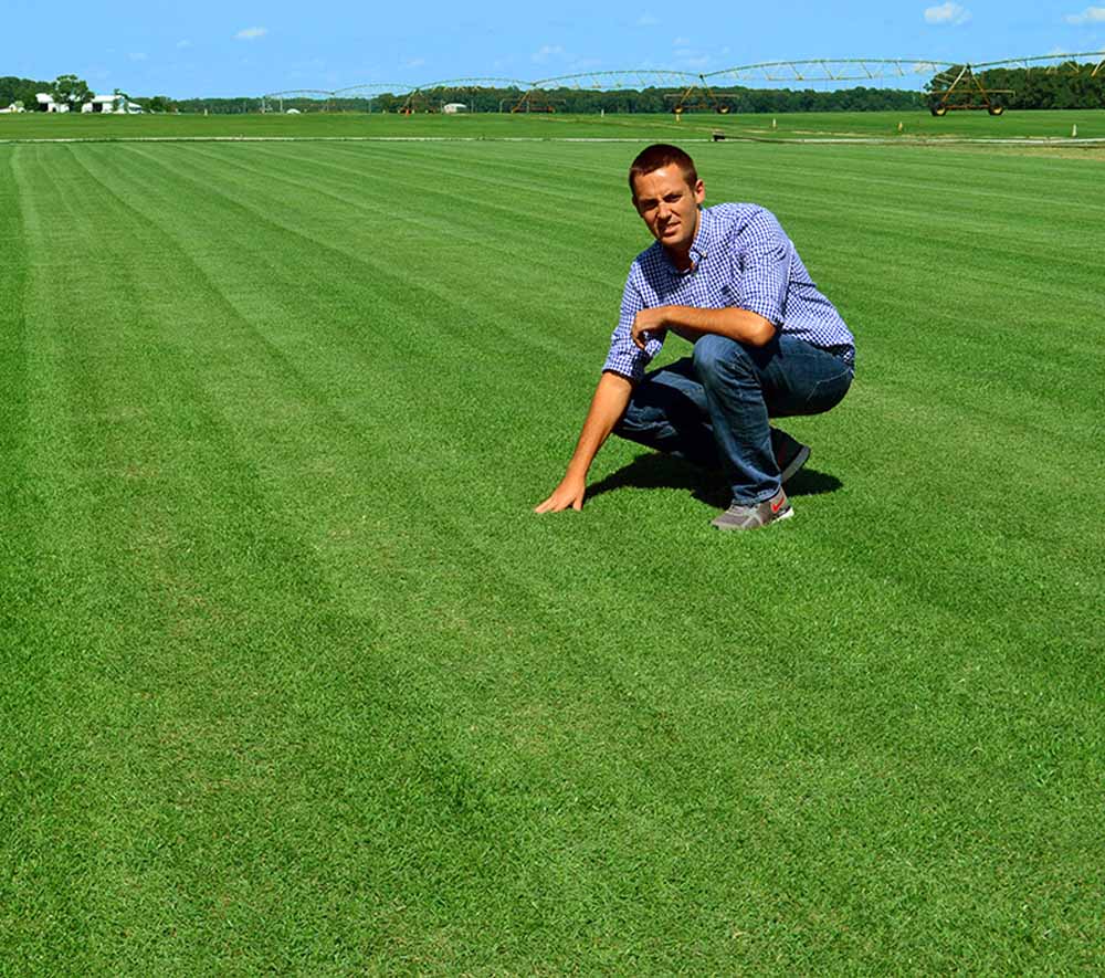 zoysia grass