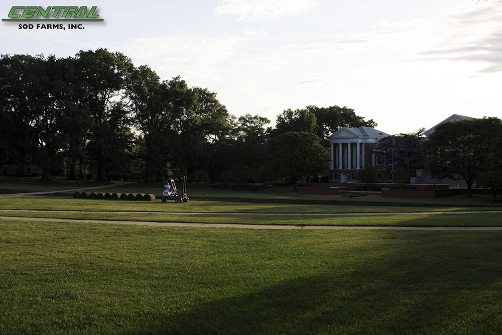 sod UMD Campus