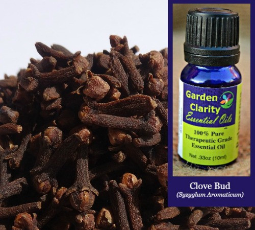 Clove Garden Clarity