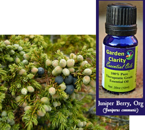 Juniper Berry (Organic)