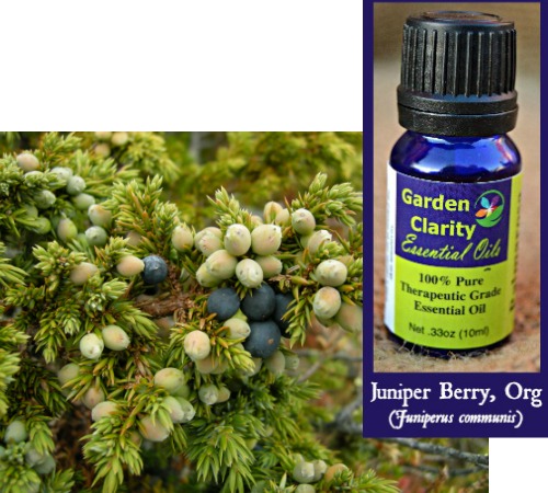 Juniper Berry, Organic