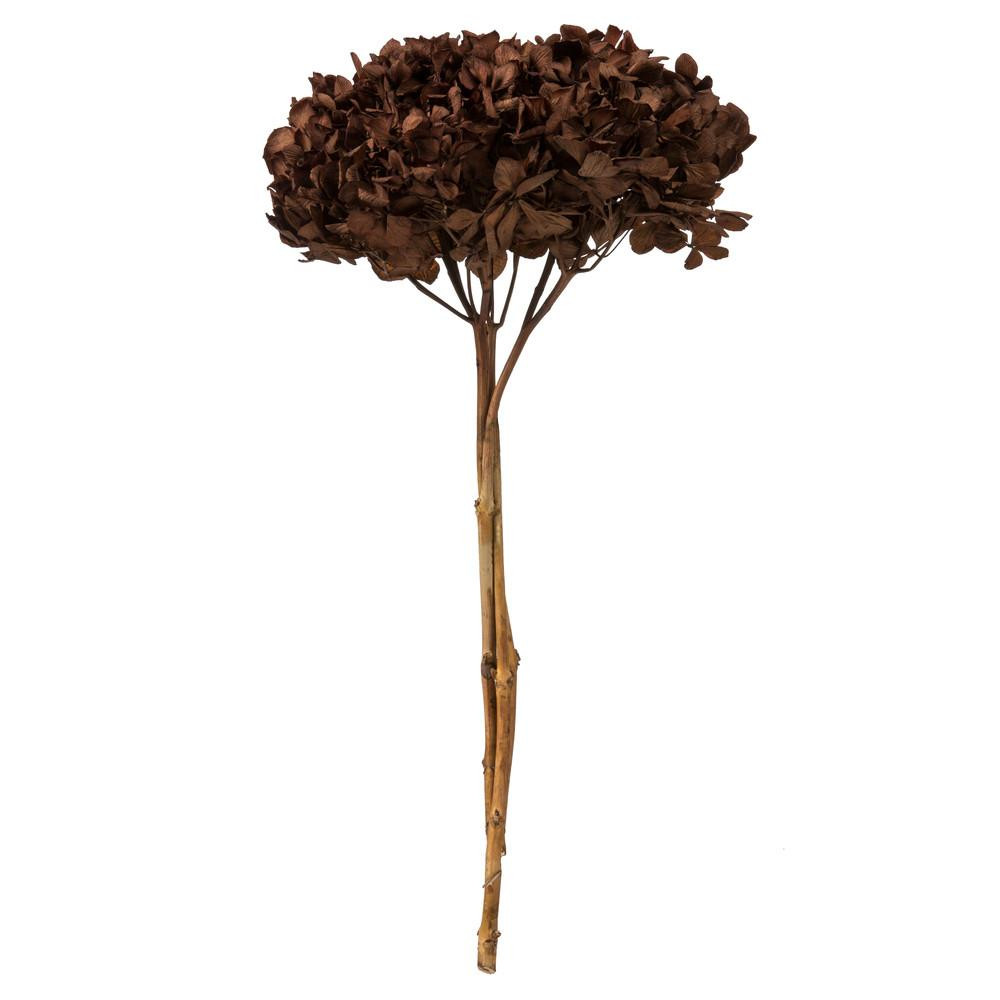 Vickerman Hydrangea Stem