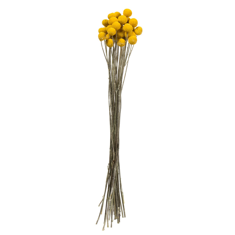 Vickerman Billy Buttons - Thumbnail 2