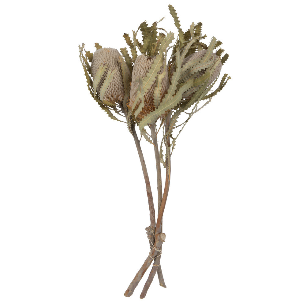 Vickerman Natural Preserved Banksia Prionote - Thumbnail 3