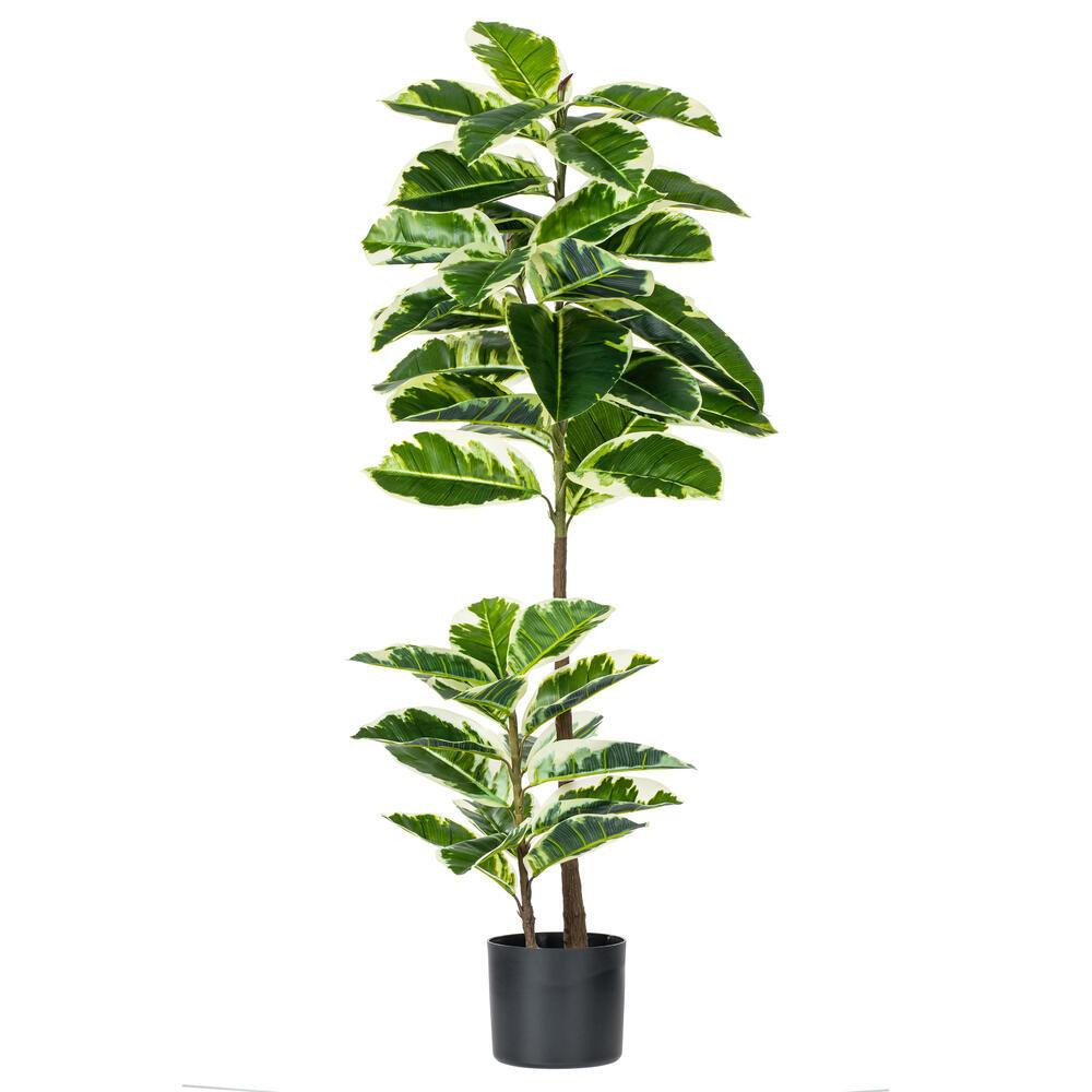dracaena compacta janet craig Dracaena Janet Craig