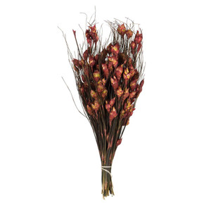  Vickerman H1BFS475 15-20" Bell Grass Red Pods 5oz Bundle 
