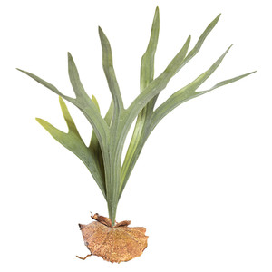 Vickerman FE171301 23.5" Staghorn Fern Pick 