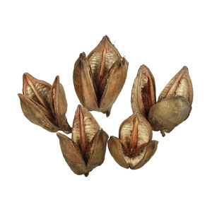 Vickerman H2SORB000-1 3-4" Natural Sora Pods 25/pk 
