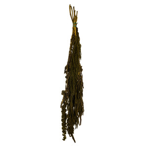 Vickerman H3AMA105 30" Olive Green Amaranthus Bundle 7oz 