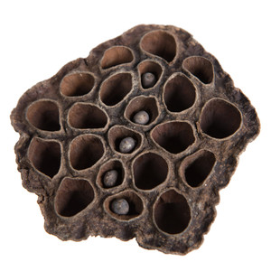 Vickerman H7LOPM000 2.4"-3.2" Lotus Pod Medium 75/pk 