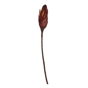  Vickerman H1RNS475 14" Red Repens Nat Stem 6/Bundle 
