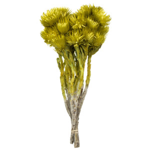 Vickerman H1EVR100 13-14" Basil Everlasting Flowers 1.75oz 