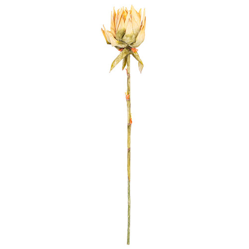 Vickerman FM239738 - 37 in. Cream Dried Protea Stem Artificial Spray - 2 Pack 
