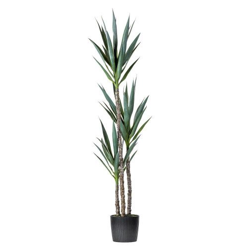 Vickerman FE192650 5ft 3 x Artificial Green Yucca Tree in Pot 
