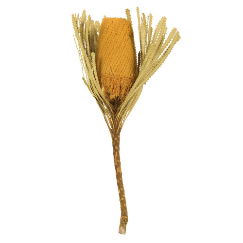  Vickerman H1BAJ700-3 12" Yellow Banksia Flower Stem 3/Pk 