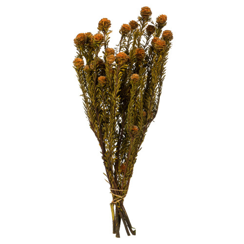 Vickerman H1TOF750 12" Autumn Tortum 5oz Bundle 