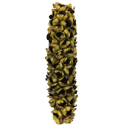 Vickerman H2GSH100 26-28" Basil Giant Seed Pod Half 