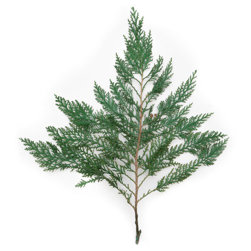  Vickerman H4CED150-BK 18-24" Port Orford Cedar Bulk - 15Lbs 