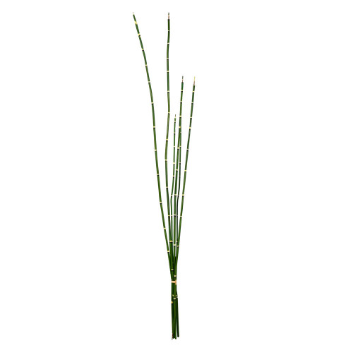 Vickerman FS190201 31'' Green Horsetail Bundle 2/Pk 