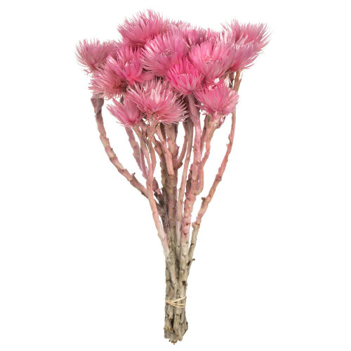  Vickerman H1EVR400 13-14" Lt Pink EverlastingFlowers 1.75oz 