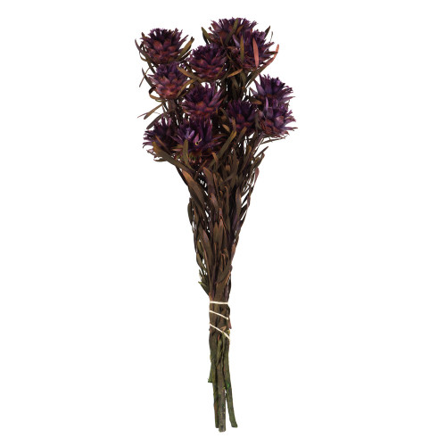 Vickerman H1PMF575 8-20" Violet Plumosum Bundle 8 Heads 